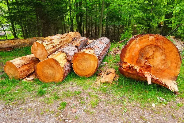 Grandes Árboles Talados Yacen Suelo Limpiando Bosque Destrucción Naturaleza Deforestación — Foto de Stock