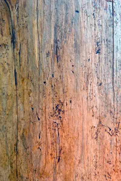 Texture Tree Trunk Background Made Wood — Stockfoto