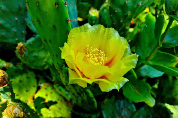 Uma Flor Amarela Florescente Cacto Deserto — Fotografia de Stock