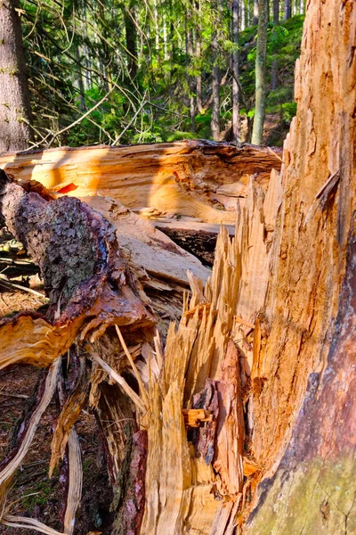 Kırık Bir Ağacın Gövdesine Yakın Çekim — Stok fotoğraf