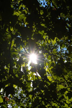 Ağacın yeşil dalları arasından güneş doğanın arka planını aydınlatır.