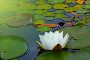 Parktaki suyun üzerinde beyaz çiçekli bir zambak dalı