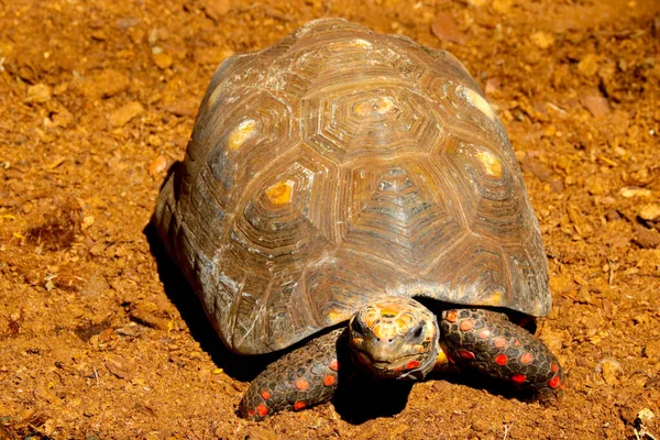 Una Pequeña Tortuga Mar Océano Hay Una Tortuga Arena —  Fotos de Stock