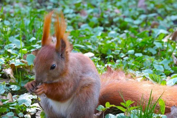 Una Ardilla Roja Sienta Hierba Come Una Nuez Parque —  Fotos de Stock