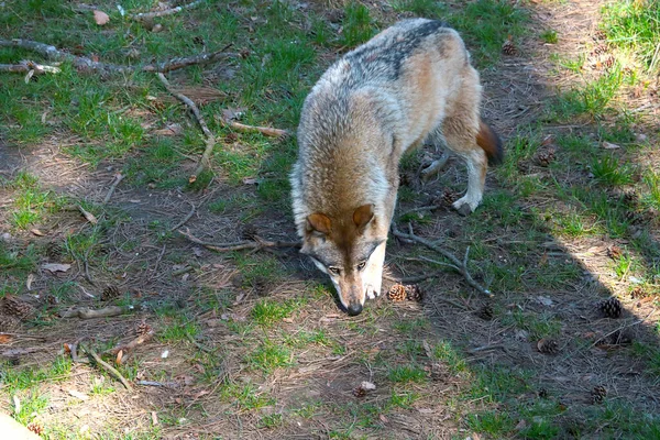 Wolf Zoekt Winter Een Spoor Het Bos Wilde Dieren — Stockfoto