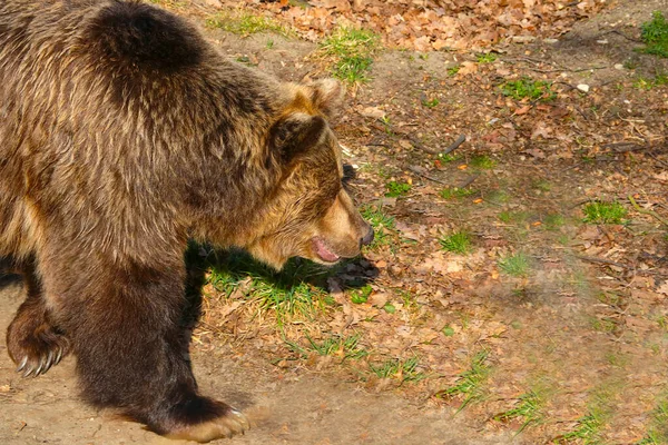 Zbliżenie Niedźwiedzia Brunatnego Silny Niebezpieczny Drapieżnik — Zdjęcie stockowe