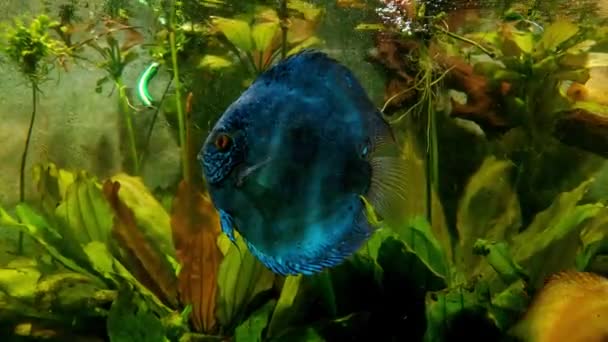 Blauwe Vissen Zwemmen Het Aquarium Onderwaterfotografie — Stockvideo