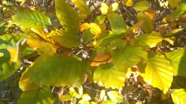 Sonbaharda Parktaki Bir Ağacın Dallarında Sarı Yapraklar — Stok video