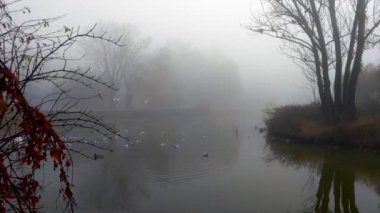 Sisli bir sonbahar sabahı, parktaki gölde ördekler yüzer.