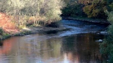 Sonbaharda ağaçlar boyunca küçük bir dağ nehri akar.