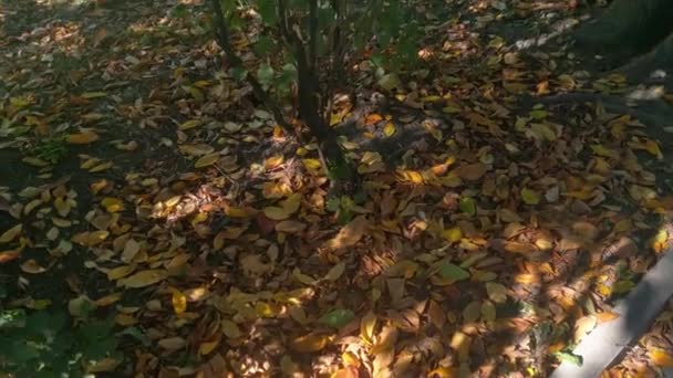 Folhas Amarelas Caídas Chão Outono Parque — Vídeo de Stock