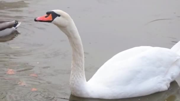 Ein Weißer Schwan Schwimmt Einem Teich Mit Enten Der Schwan — Stockvideo