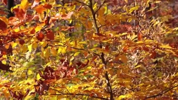 Folhagem Amarela Árvores Vento Outono — Vídeo de Stock