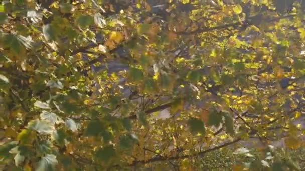Ramos Árvores Com Folhas Verdes Amarelas Oscilam Vento Outono — Vídeo de Stock