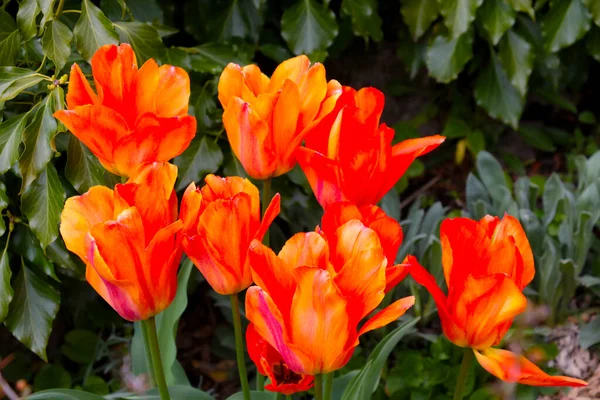 Красиві Яскраві Тюльпани Цвітуть Навесні Сонячний День — стокове фото