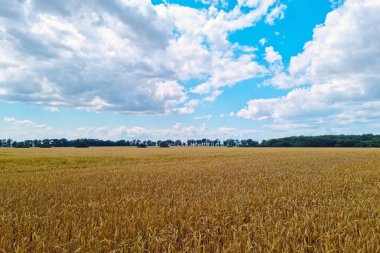 Kırsal alan, mavi gökyüzüne karşı buğday veya arpa dolu sarı bir tarla. Hasat. Tarım kavramı