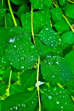 Ağaç dallarının yeşil yapraklarında yağmur damlaları var.