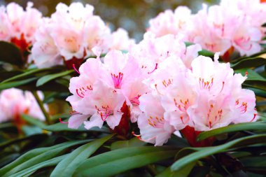Baharda parktaki rhododendronun parlak dalları