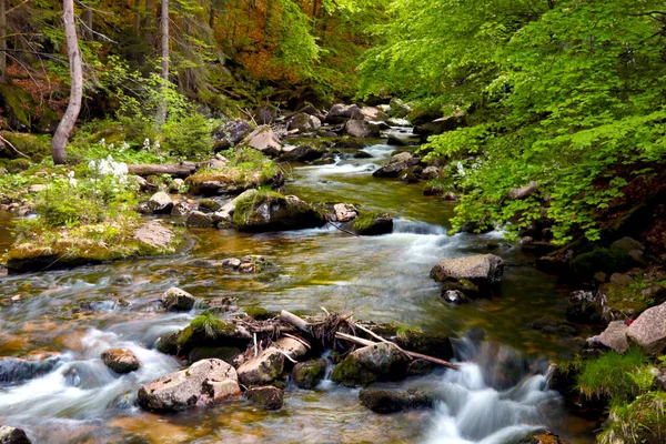 Pequeño Río Montaña Fluye Través Las Piedras Del Bosque —  Fotos de Stock