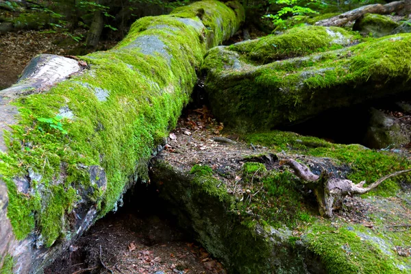 Πράσινα Βρύα Φυτρώνουν Βράχους Και Δέντρα — Φωτογραφία Αρχείου