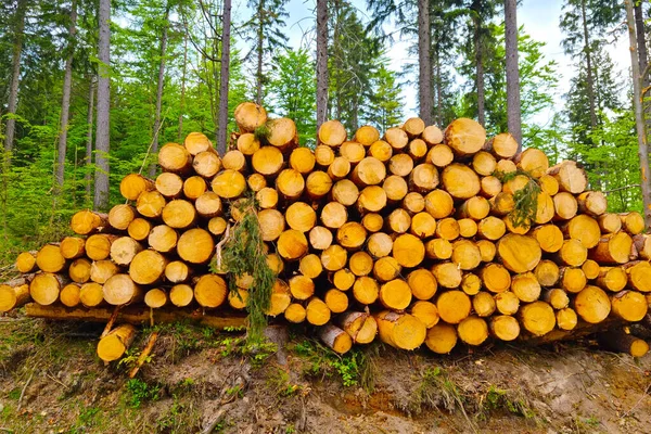 Los Árboles Derribados Yacen Suelo Destrucción Naturaleza Los Bosques — Foto de Stock
