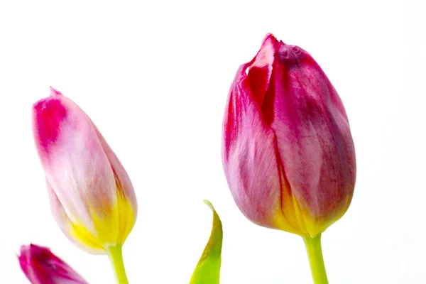 Tulip Buds White Background Bouquet Fresh Flowers Tulips — Stock Photo, Image