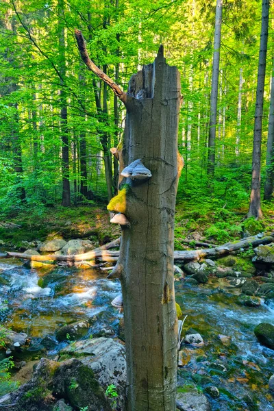 Yeşil Ormandaki Kırık Bir Ağacın Gövdesi — Stok fotoğraf