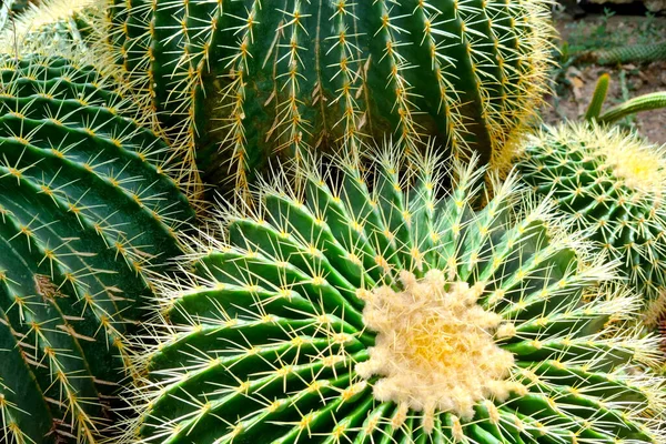 Zöld Kaktuszok Közelsége Sivatagban — Stock Fotó