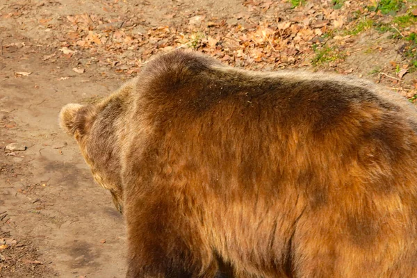 Zadní pohled na velkého medvěda hnědého v lese. — Stock fotografie