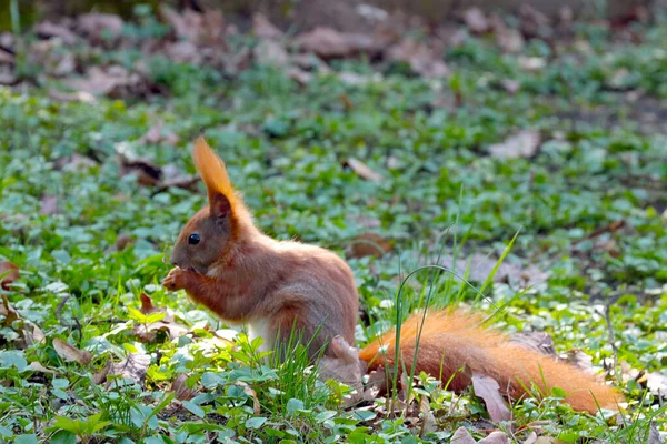 Um esquilo vermelho senta-se na grama e come uma noz. — Fotografia de Stock