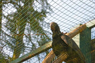 Ağaç dalında oturan büyük bir papağanın yakın çekimi.