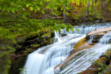 Resimli dağ nehri ormandaki taşların üzerinden akıyor.
