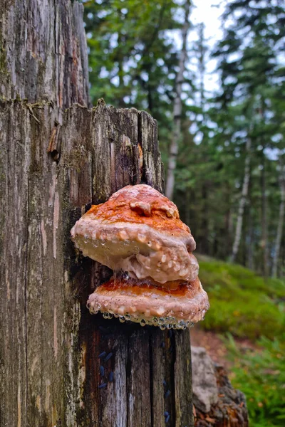 Hongo Crece Tronco Árbol Roto Bosque —  Fotos de Stock