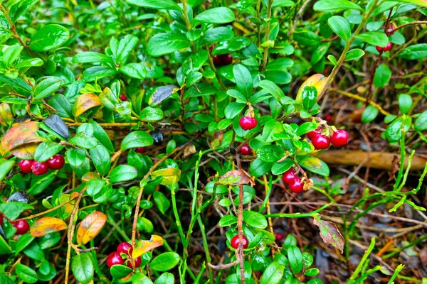 Junge Rote Preiselbeeren Wachsen Herbst Sumpf — Stockfoto