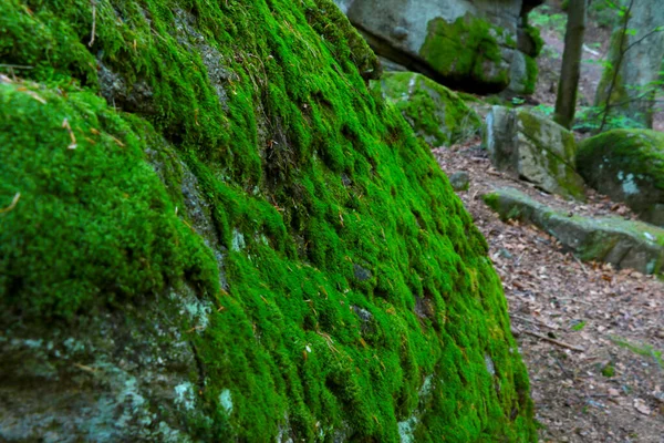 Fundo Borrado Musgo Verde Floresta Fundo Natureza — Fotografia de Stock