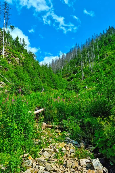 Beautiful Green Mountain Valley Sunny Summer Day — Stock Photo, Image