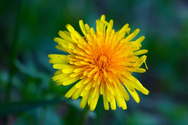 春には牧草地に黄色い花のタンポポ — ストック写真