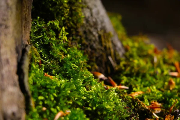 Foco Seletivo Musgo Verde Jovem Floresta — Fotografia de Stock