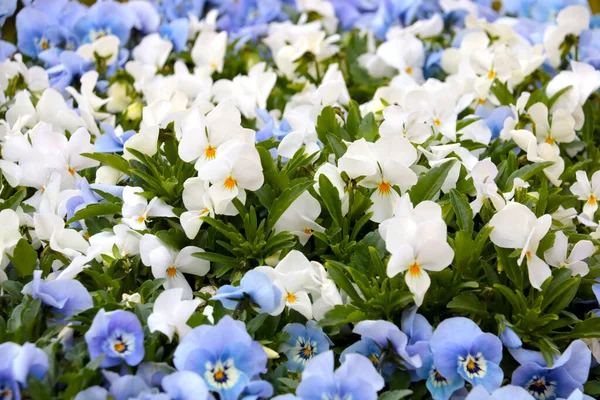 Vackra Blommande Violer Våren Eller Sommaren Parken — Stockfoto