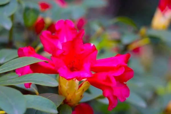 Fiore Rosso Rododendro Fiorito Nel Parco Primavera — Foto Stock