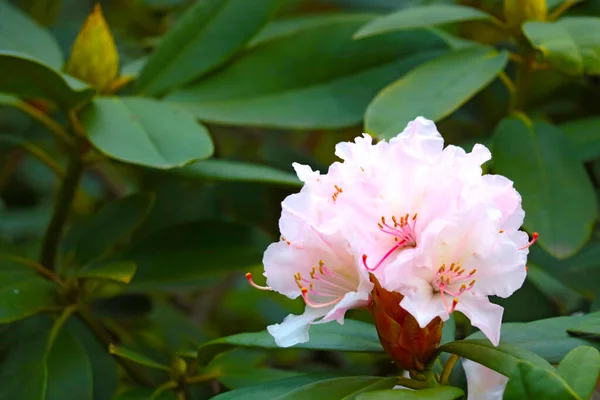 Primo Piano Rododendro Fiorito Giardino Primavera — Foto Stock