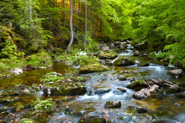 초점 이 흐려 지고 배경 이 흐려 지면서 바위 위로 흐르는 작은 숲의 강. — 스톡 사진