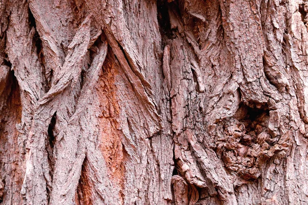 Επιλεκτική εστίαση, κορμός φλοιού δέντρου, υφή ξύλου. — Φωτογραφία Αρχείου