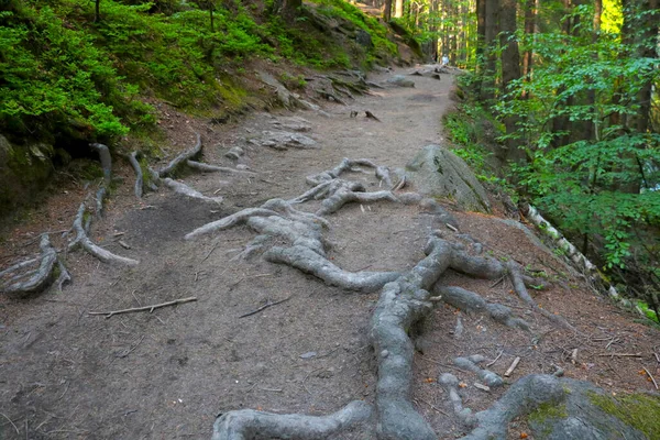 Raízes de árvores grandes saem do chão na floresta. — Fotografia de Stock