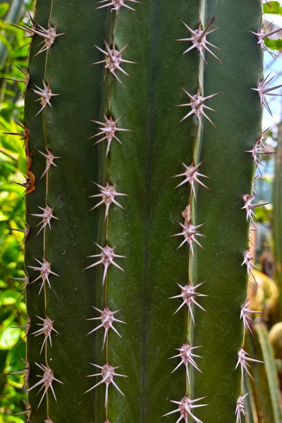 Primer plano de un cactus con agujas grandes. Desierto caliente Arizona. —  Fotos de Stock