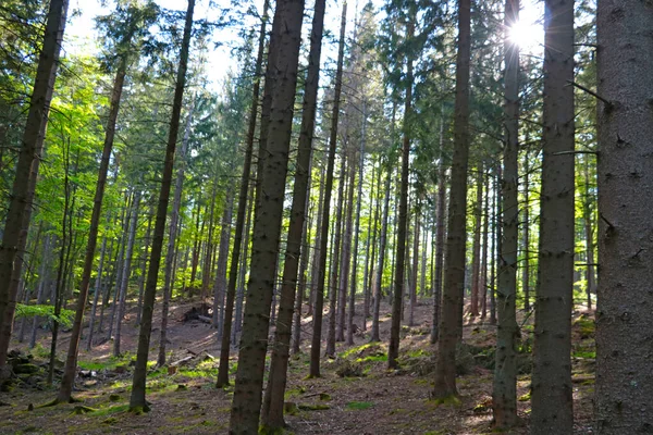 Yeşil ladin ormanının manzarası, temiz hava.. — Stok fotoğraf
