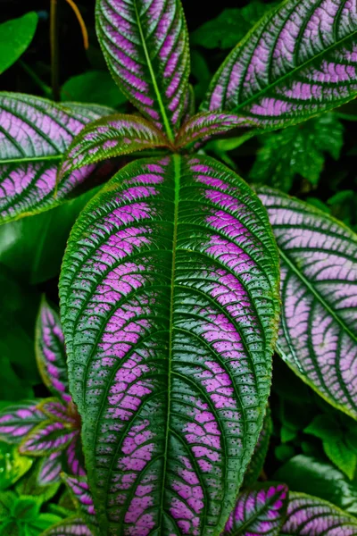 Prachtig helder jong blad van een kamerplant, de achtergrond van de natuur. — Stockfoto