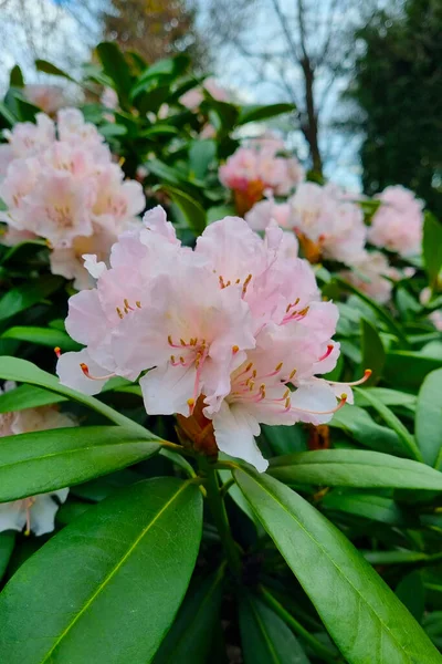 春天里，公园里一个开着花的杜鹃枝的特写. — 图库照片