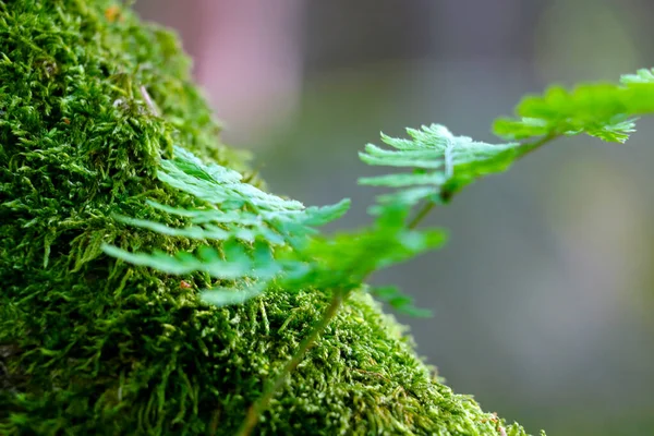 有选择的焦点，模糊的背景，树上长出的绿色苔藓. — 图库照片