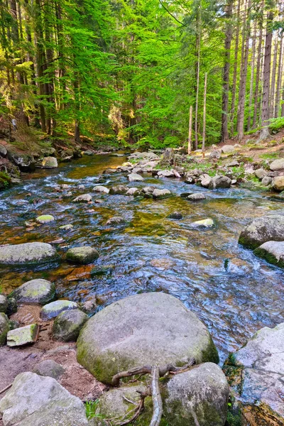 Pintoresco paisaje forestal. Un pequeño río fluye a través de las rocas en el bosque. Terreno montañoso. —  Fotos de Stock